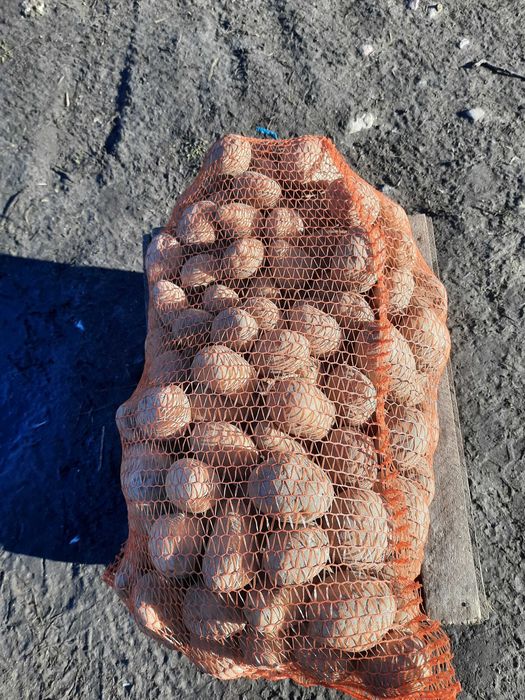 Ekologiczne ziemniaki jadalne Owacja