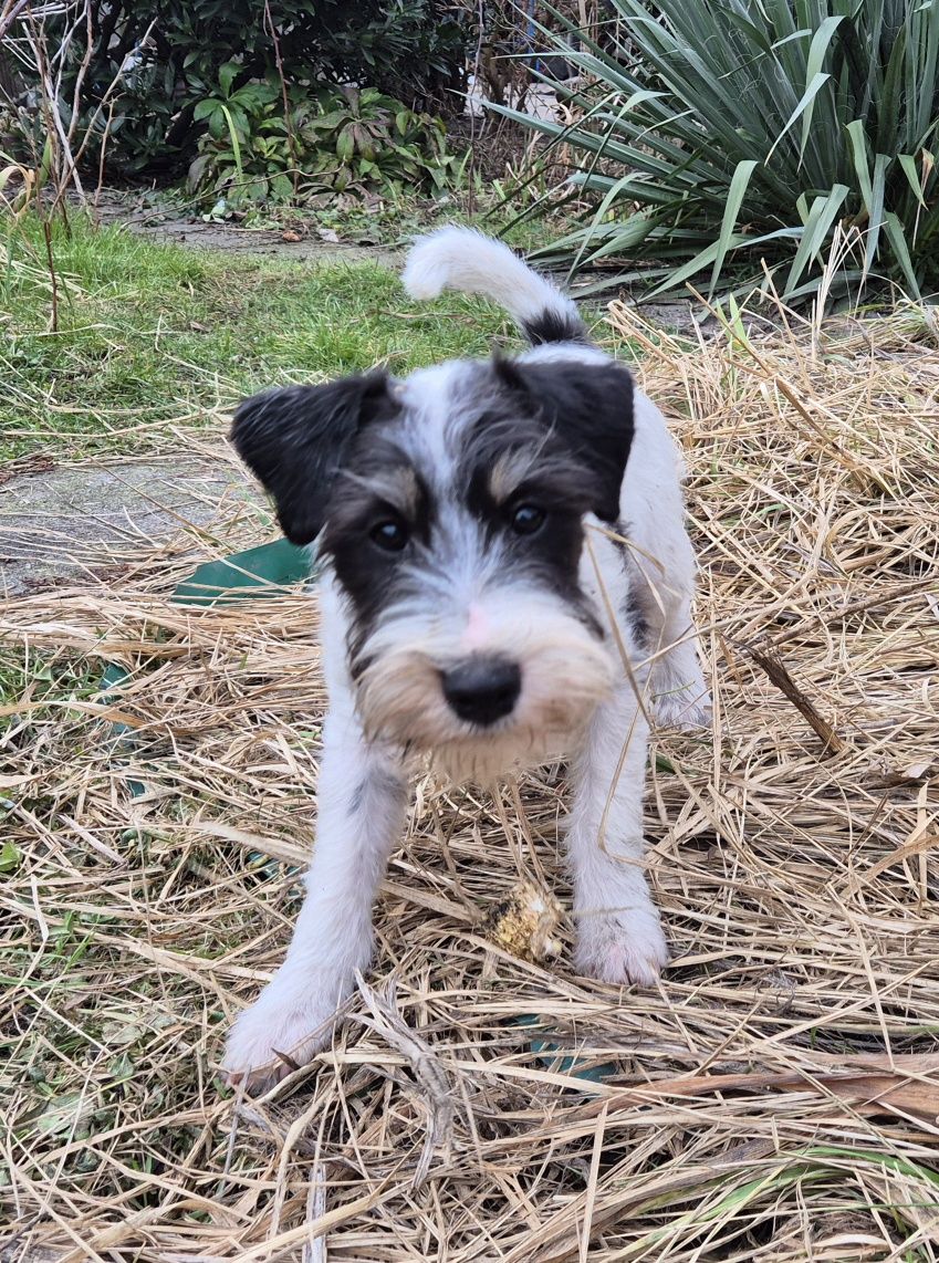 Parson Russell Terrier