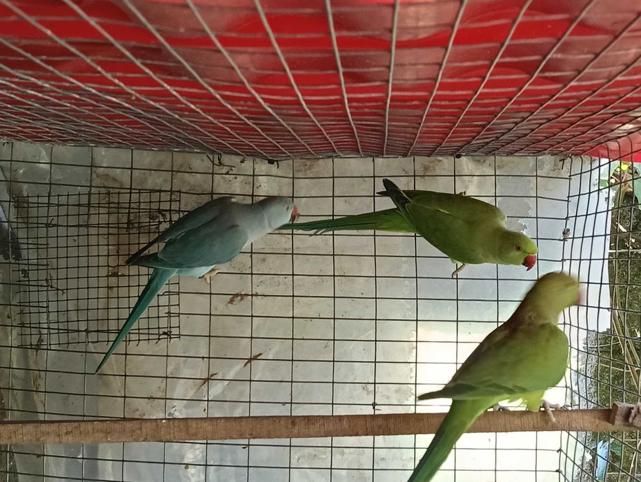 ring nekks 2025 para troca