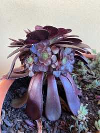 Suculenta Aeonium Voodoo