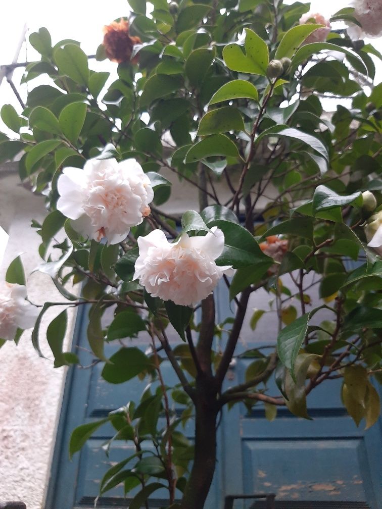 Vendo camelia/japoneira