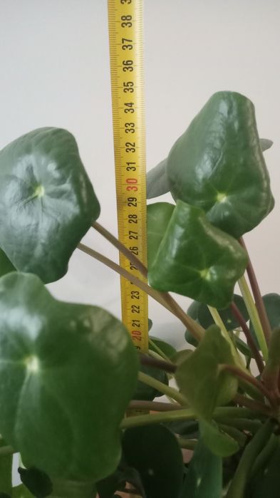 Pieniążek Pilea peperomioides duży