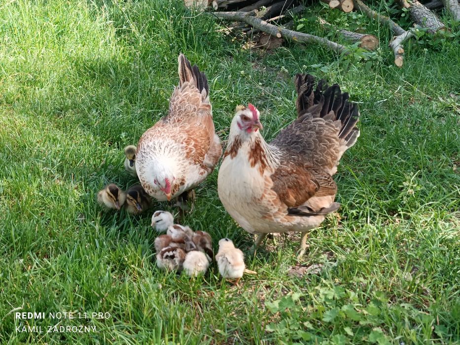 Jajka lęgowe, kury w typie zagrodowym, zagrodówki