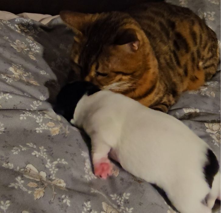 Щенки джек рассела парсон терьер