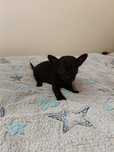 Chihuahua piesek