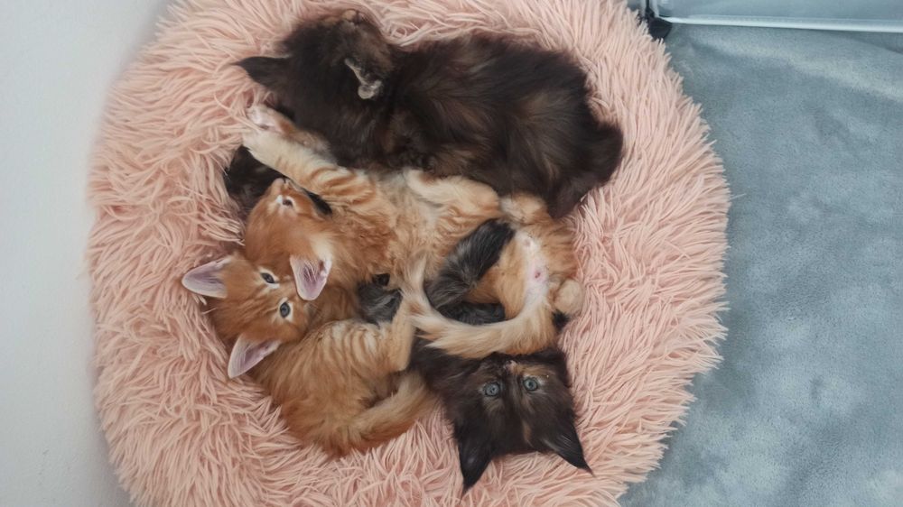 Kotka Maine Coon czarna szylkretowa / FPL