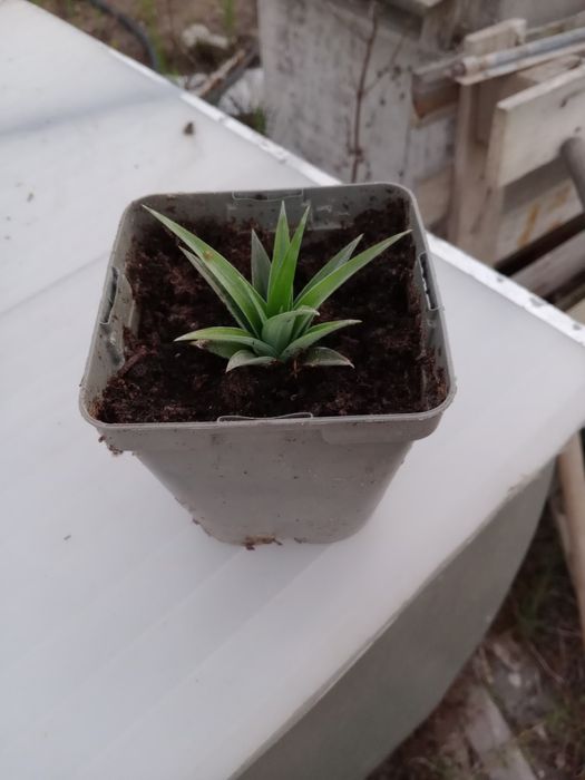 Muda de Ananás de 2025