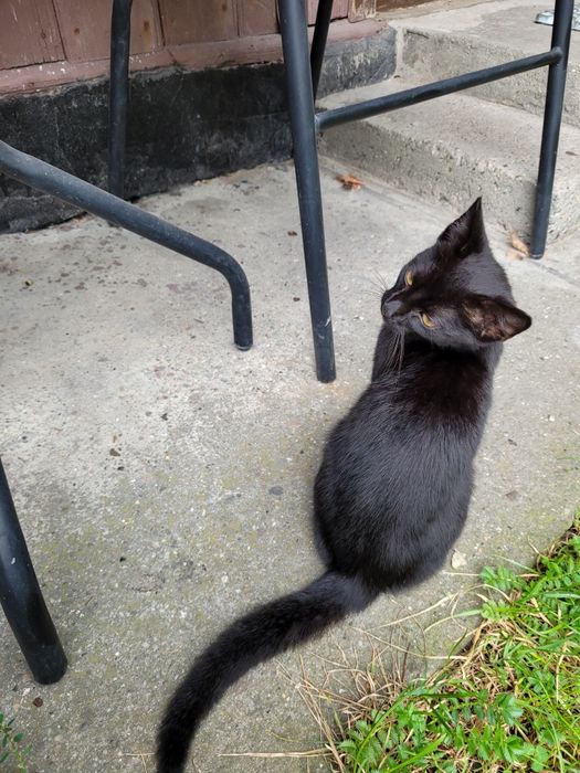 Pilne! Oddam 5 miesięcznego kocurka!