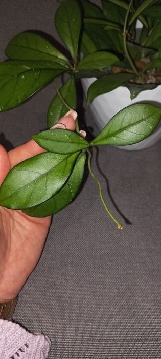 Hoya crassipetiolata, hoya Aldrichii Christmas Island
