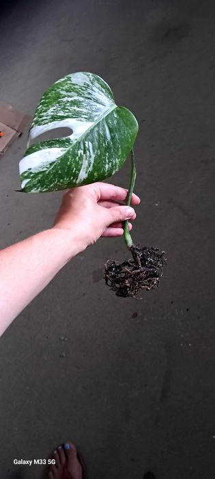 Monstera Variegata ukorzeniona