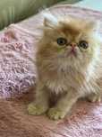 Котёнок экзот перс мальчик