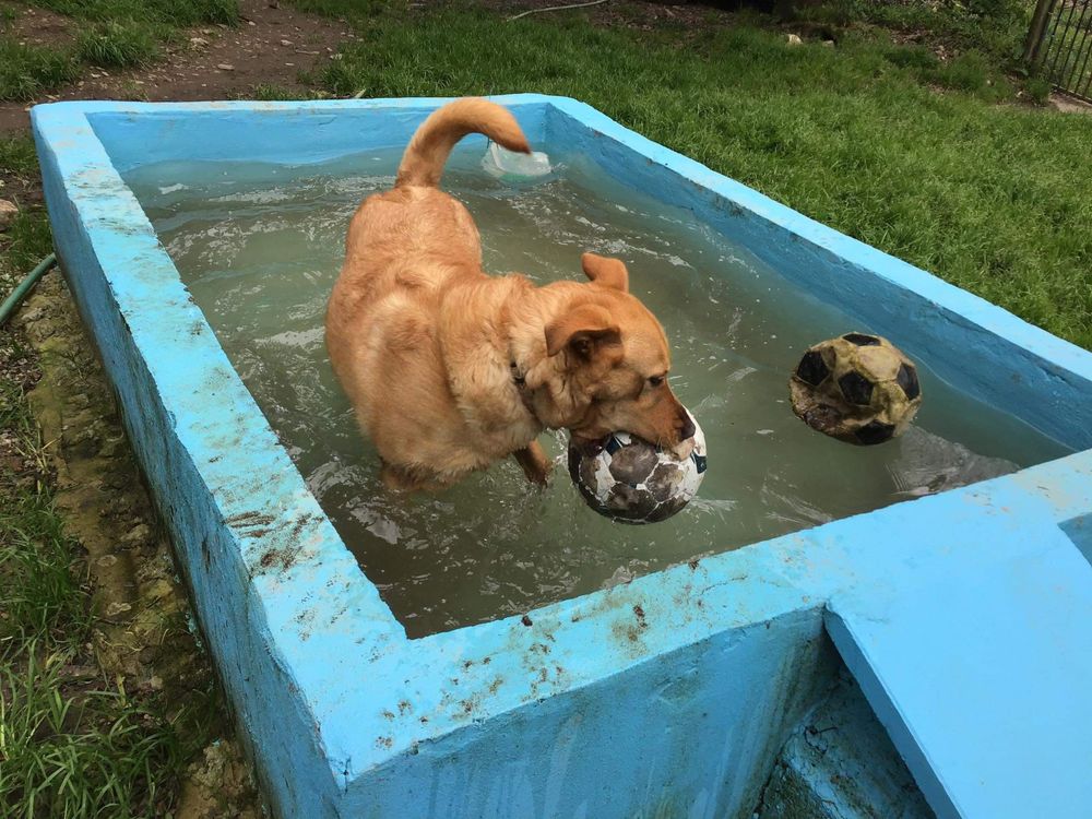 X Labrador muito meiga castrada vila real