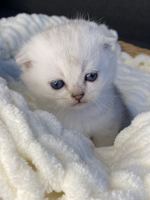 Серебристая шиншилла