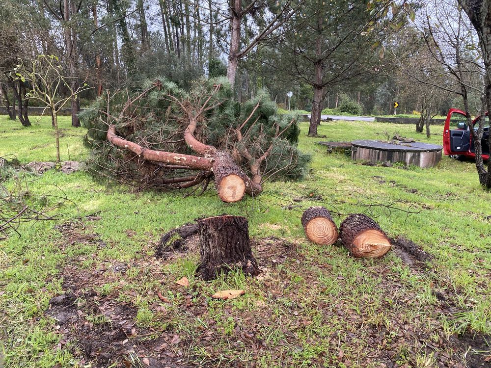 Limpeza terrenos, pinhais…