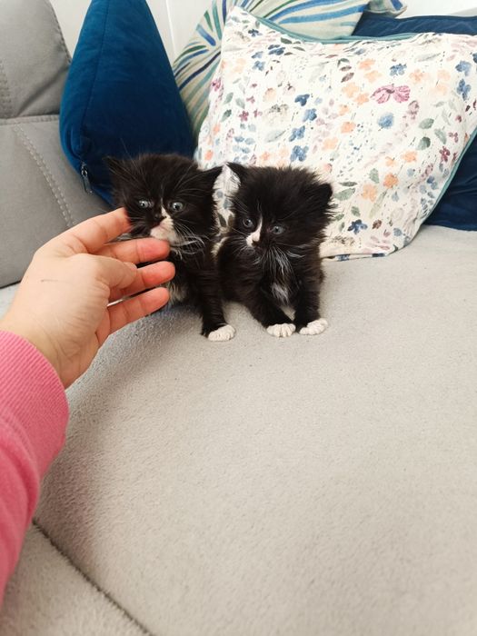 Кошенята з британським корінням