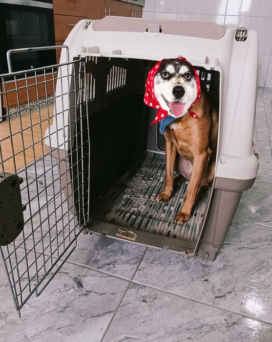 Transportadora de animais