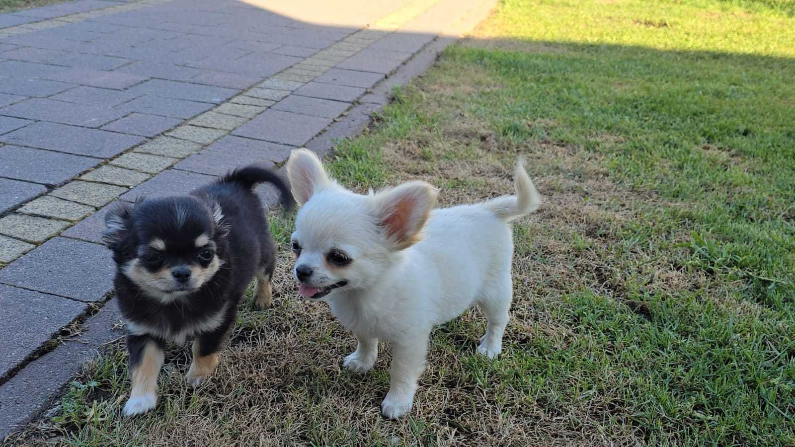 MINI Piesek chihuahua długowłosy Biały ZKwP FCI