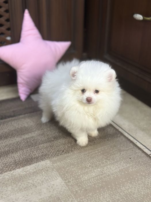 Чудовий білий хлопчик