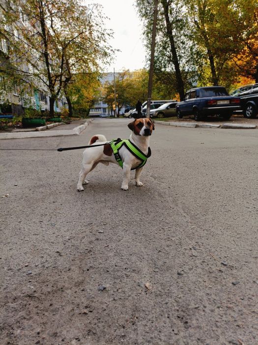 Вязка Джек Рассел терьера