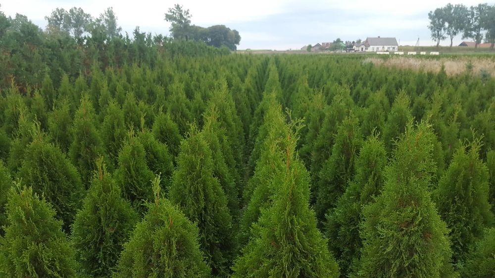 Tuja, tuje szmaragd wysokość 20cm-150cm od 3zł.. Szkółka Krupocin.