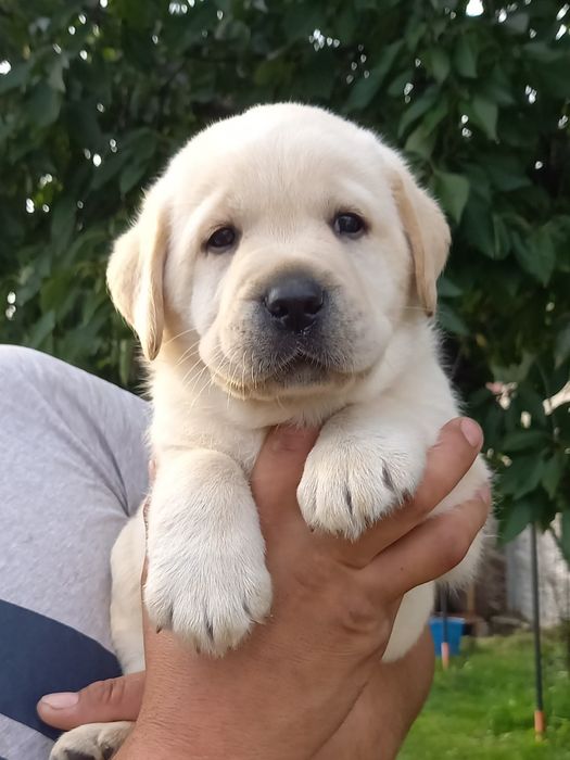 Labrador Retriever  ZKwP/FCI suczka