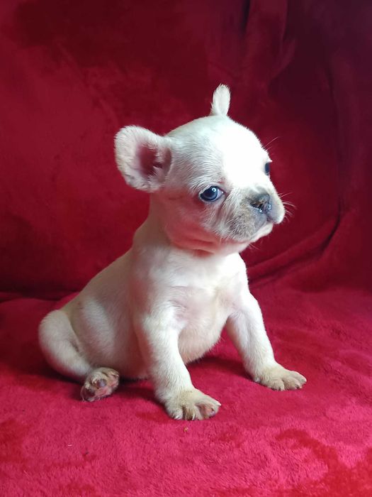 Bulldog francês Macho muito fofo