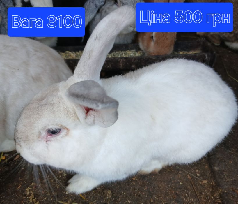 Кролики самці на плем'я