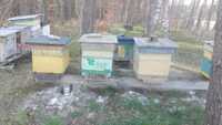Pszczoły rodziny z ulami wielkopolskimi