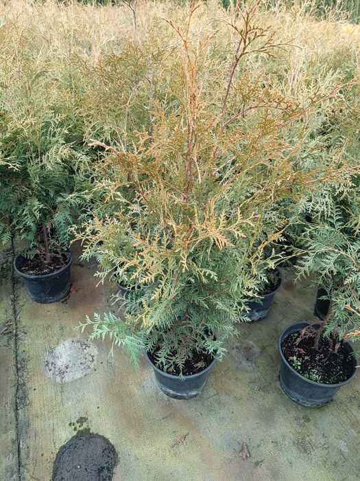 TUJA Brabant 90-120 cm