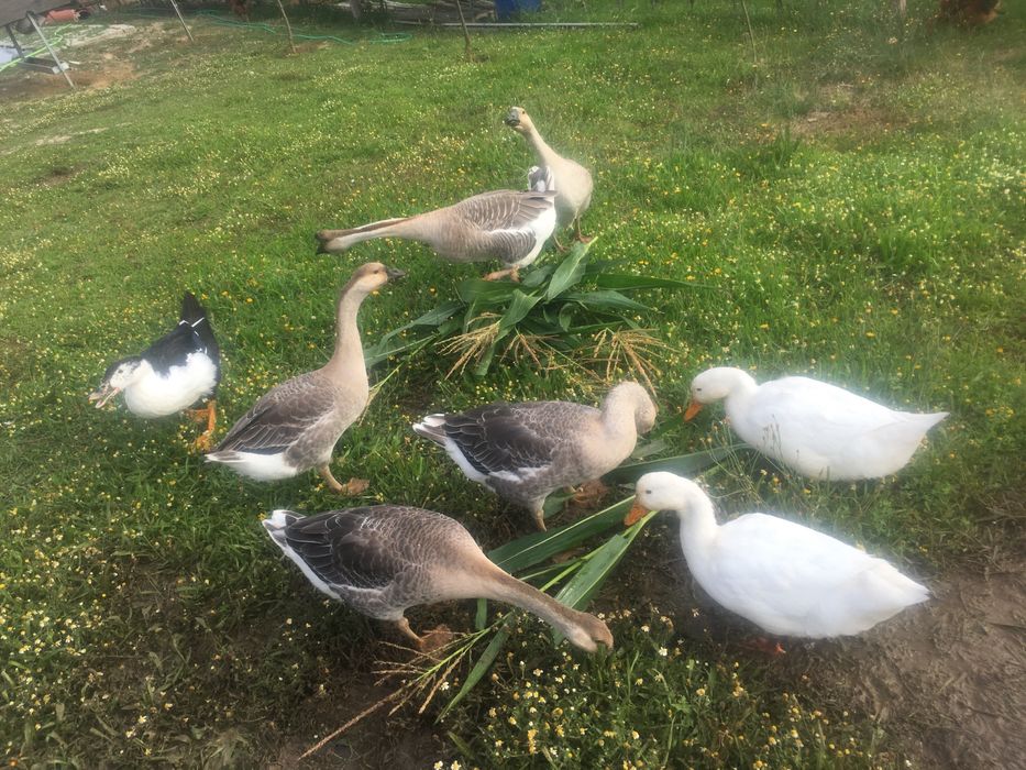 Porcos vietnamitas/frangos/perus/garnisos