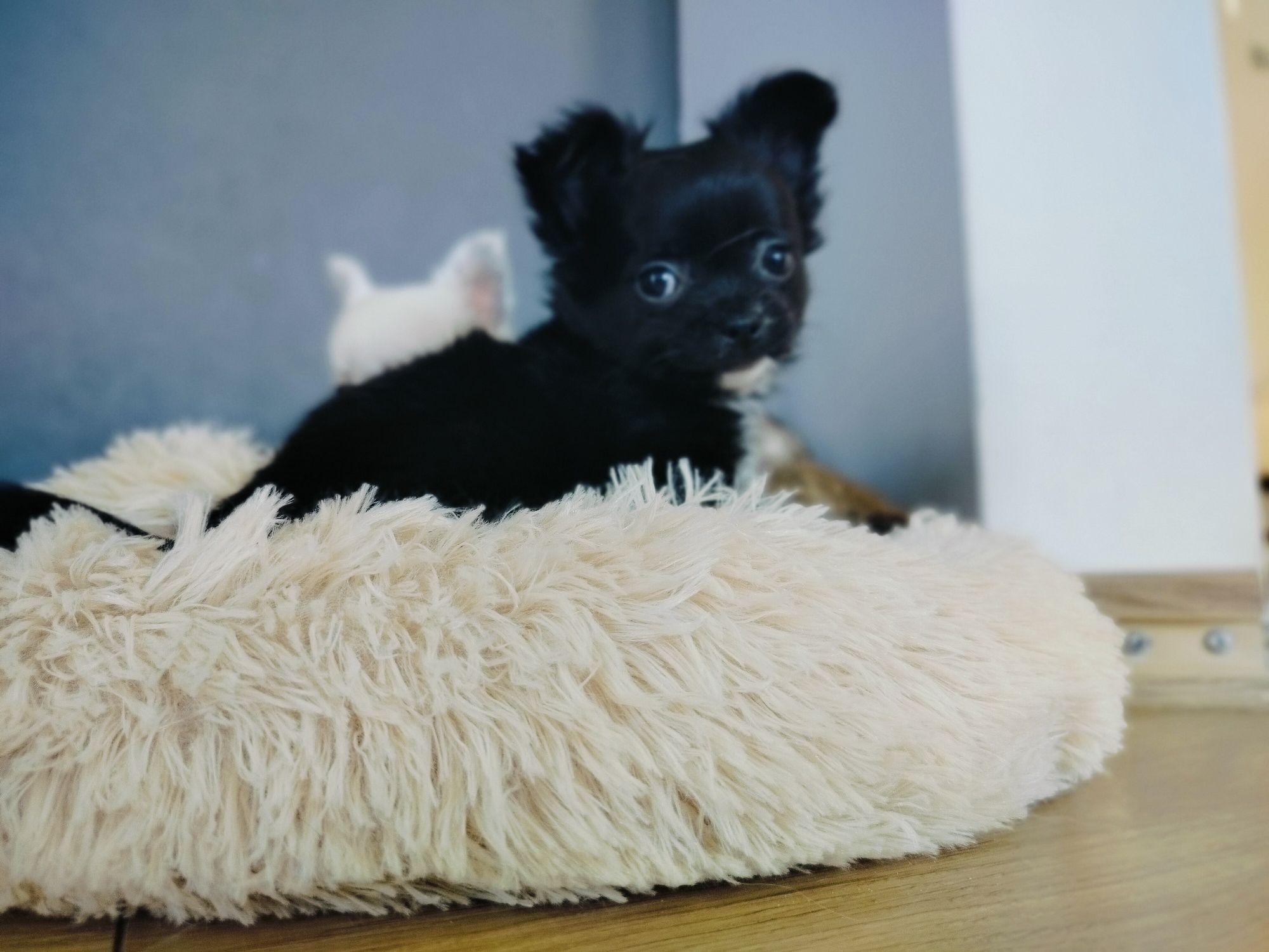 Chihuahua sunia ;)
