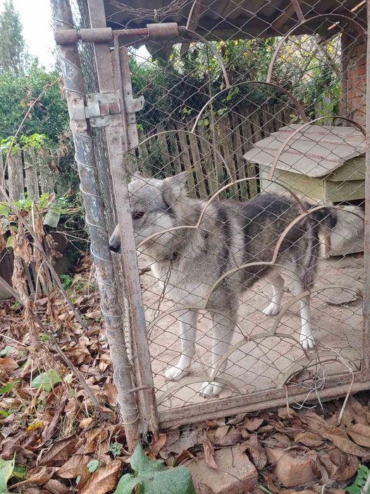 Знайдено собаку, шукаю власника