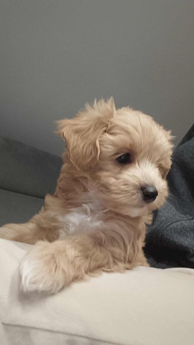 Śliczny Maltipoo