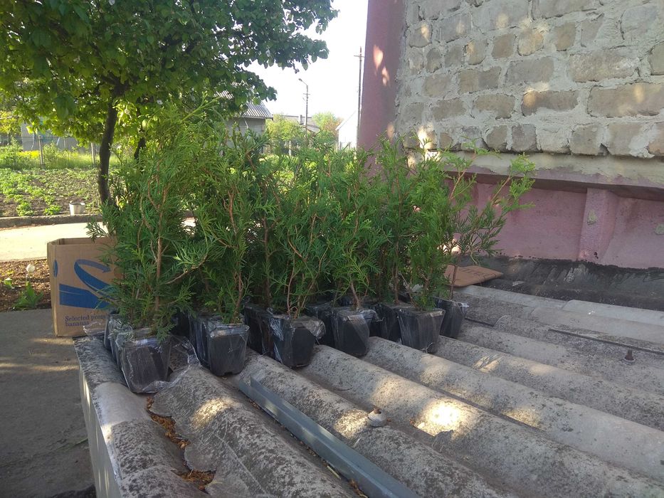 Туї, ялинки хвойні рослини