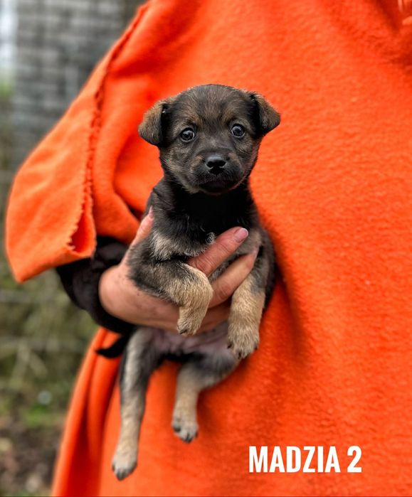 Szczeniaki szczenięta 2 miesiące do adopcji