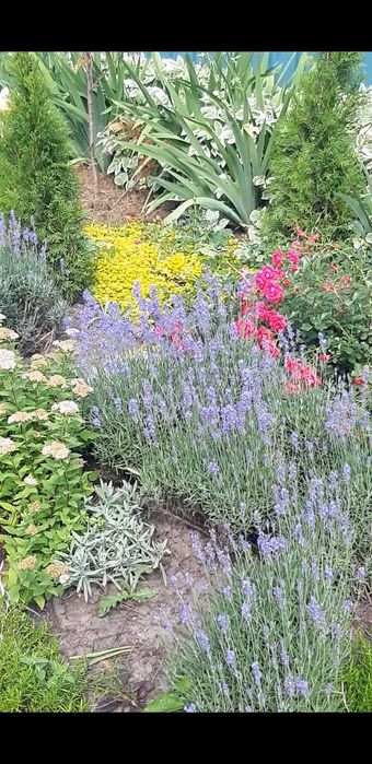 Лаванда англійська вузьколиста