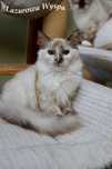 Ragdoll tortie mink.