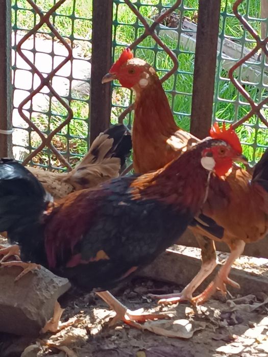 Liliputy koguty kury