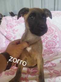 Zorro para adoção muito responsável