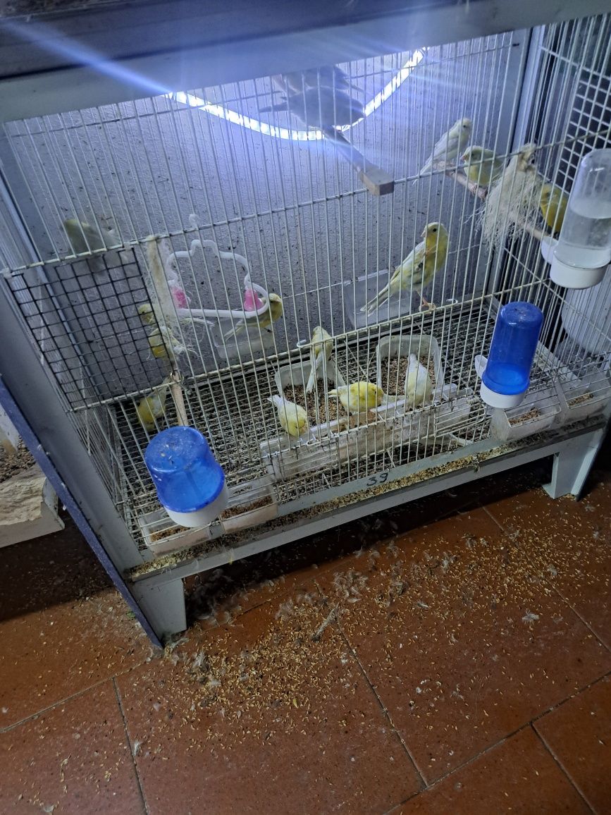 Canários várias raças