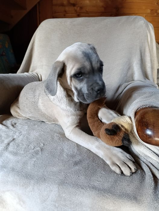 Suka suczka szczeniak Cane Corso płowa