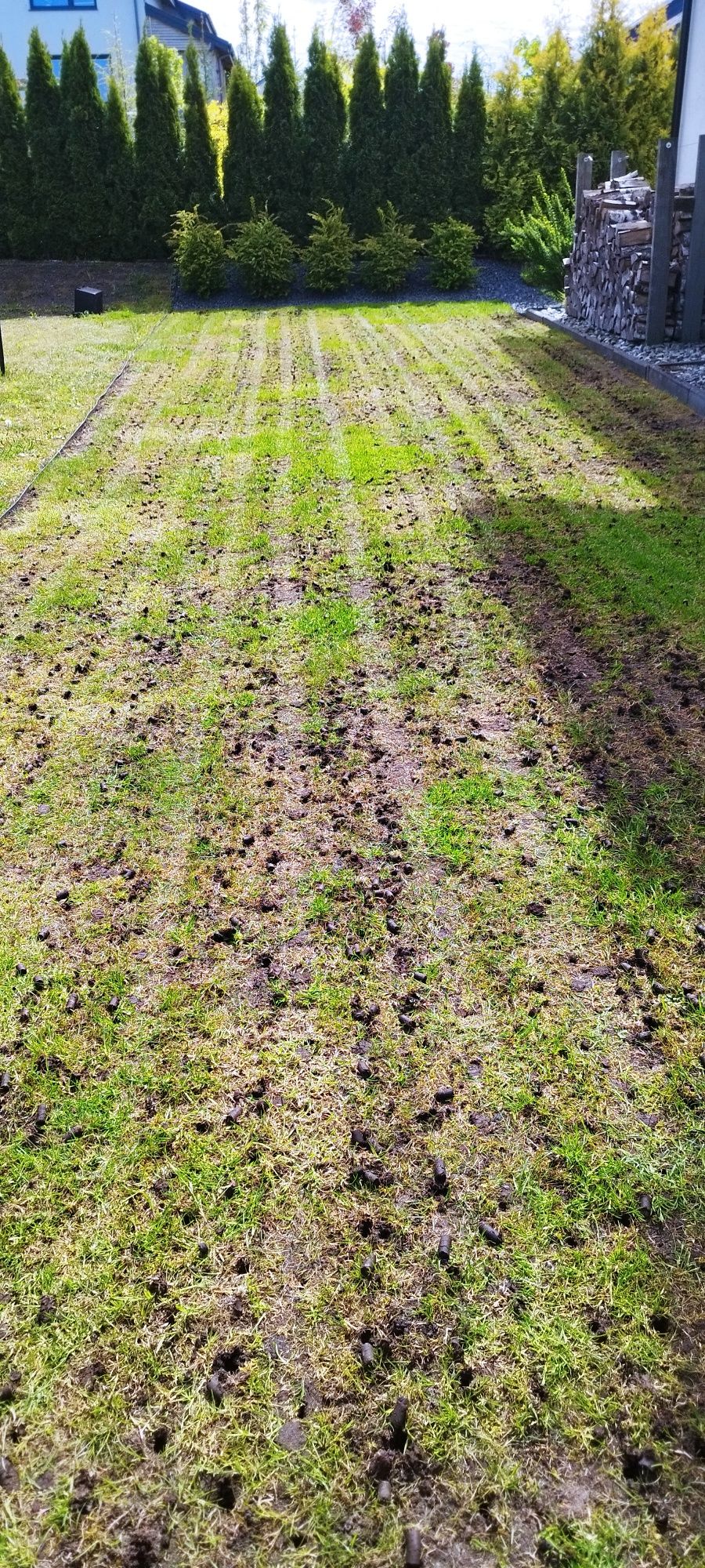 Renowacja trawnika, aeracja, wertykulacja, piaskowanie, dosiewka