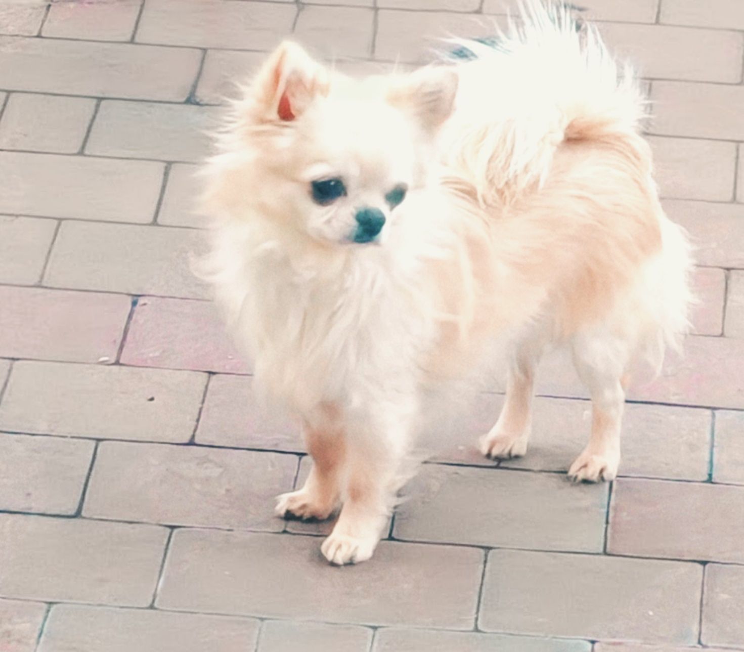Chihuahua śliczny samczyk dlugowlosy
