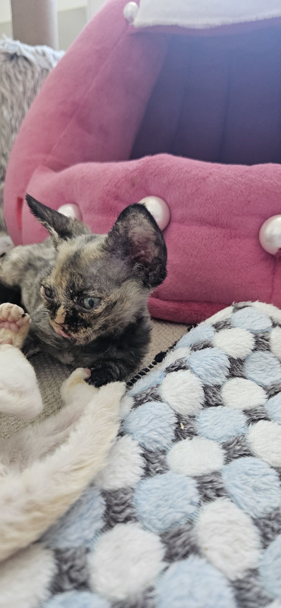 Koteczka Devon Rex