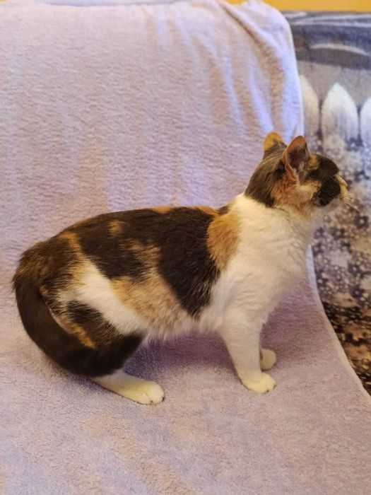 Шукає люблячий дім кицька