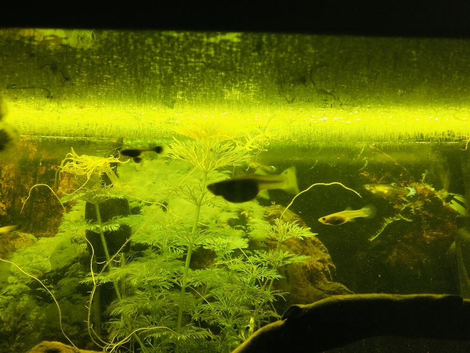 Sprzedam gupiki młode i dorosłe