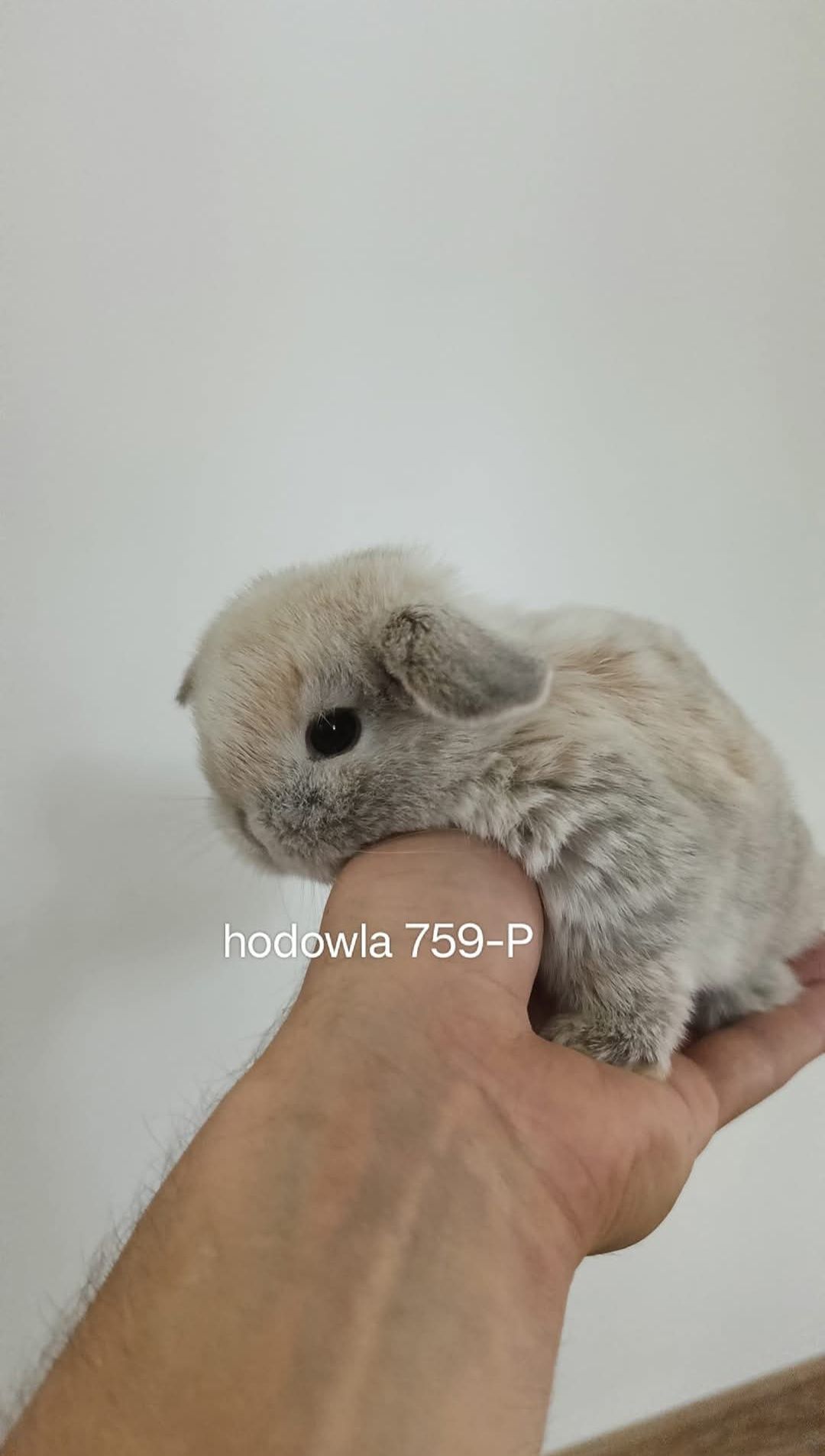 Mini lop króliki karzełek miniaturka baranek