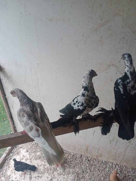 Sprzedam gołębie