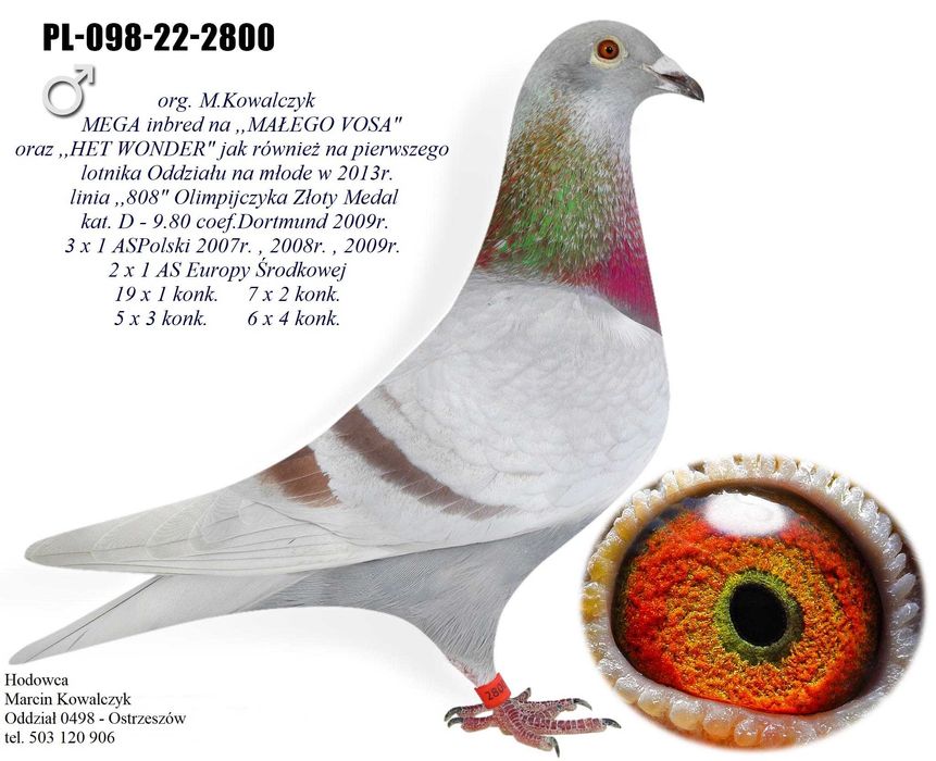 gołębie pocztowe MAŁY VOS / HET WONDER / 1 AS MWG ROGOWO