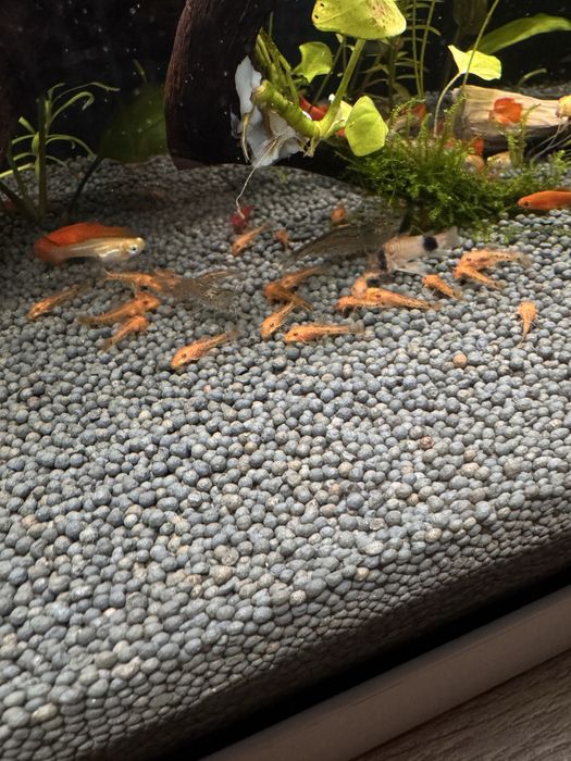 Анциструс Супер Ред